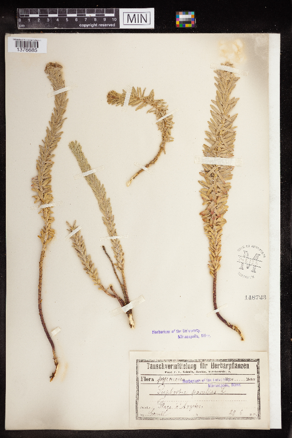 Euphorbia paralias image
