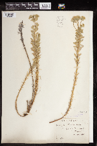 Euphorbia paralias image