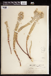 Euphorbia paralias image