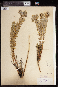 Euphorbia paralias image