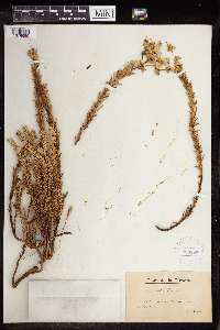 Euphorbia paralias image
