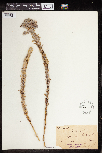 Euphorbia paralias image