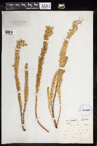 Euphorbia paralias image