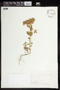 Euphorbia peplus image