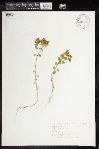 Euphorbia peplus image