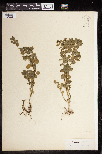 Euphorbia peplus image