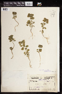 Euphorbia peplus image