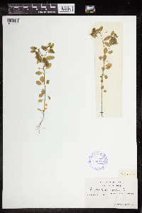 Euphorbia peplus image