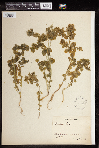 Euphorbia peplus image