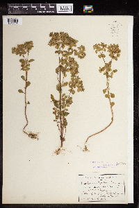 Euphorbia peplus image