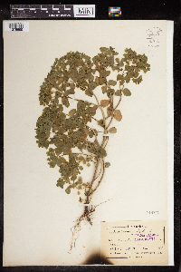 Euphorbia peplus image