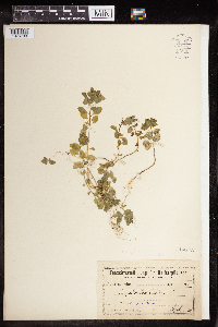 Euphorbia peplus image