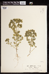 Euphorbia peplus image