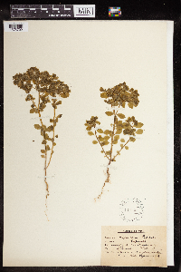 Euphorbia peplus image
