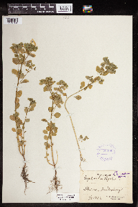 Euphorbia peplus image