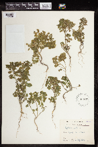 Euphorbia peplus image