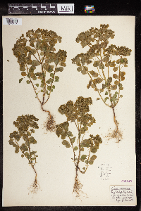 Euphorbia peplus image