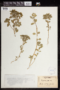 Euphorbia peplus image