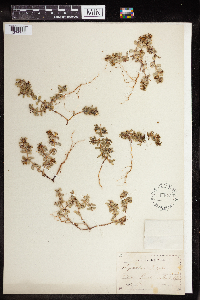 Euphorbia peplus image