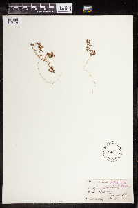 Euphorbia peplus image