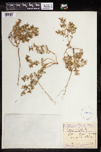 Euphorbia peplus image