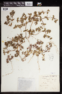 Euphorbia peplus image