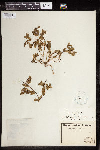Euphorbia peplus image