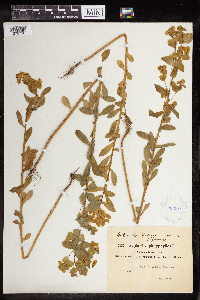 thumbnail image of current specimen