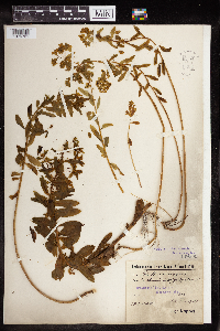 Thumbnail image of current specimen