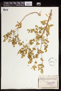 thumbnail image of current specimen