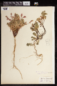 thumbnail image of current specimen