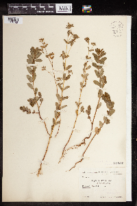 Thumbnail image of current specimen