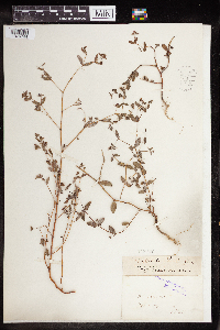 Thumbnail image of current specimen