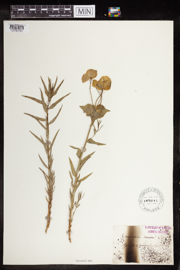 Euphorbia serrata image