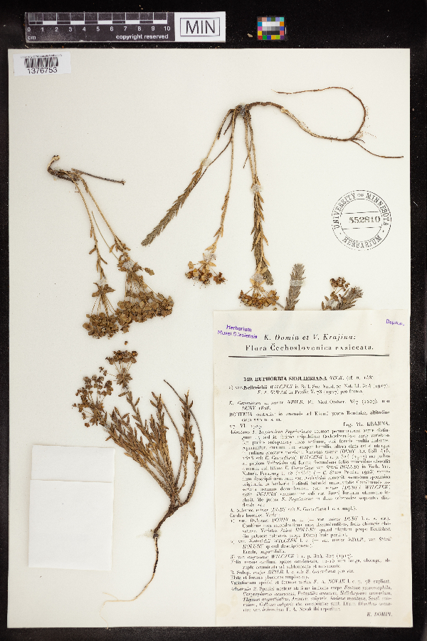 Euphorbia seguieriana image