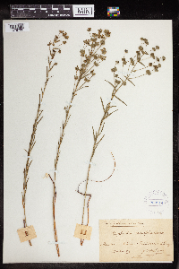 thumbnail image of current specimen