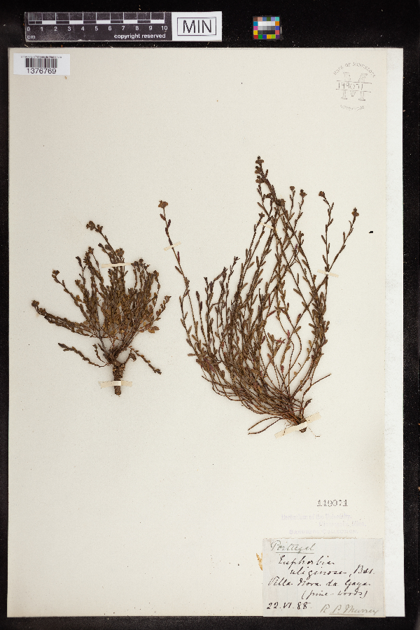 Euphorbia uliginosa image