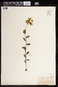 Euphorbia verrucosa image