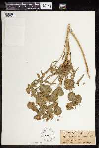 Euphorbia verrucosa image