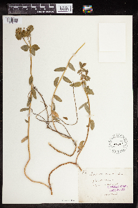 Euphorbia verrucosa image