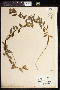 Euphorbia verrucosa image