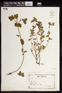Euphorbia verrucosa image