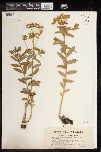 thumbnail image of current specimen