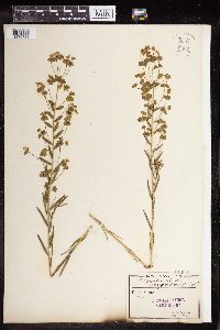 Euphorbia virgata image