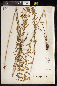 Euphorbia virgata image