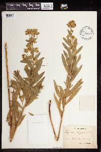 Euphorbia virgata image
