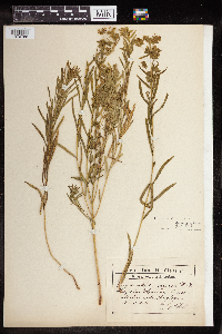 Euphorbia virgata image