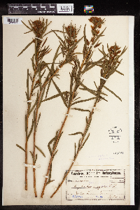 Euphorbia virgata image