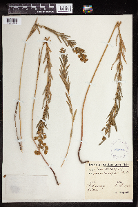 Euphorbia virgata image