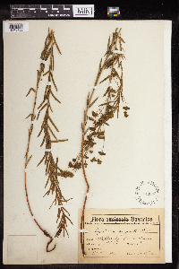 Euphorbia virgata image